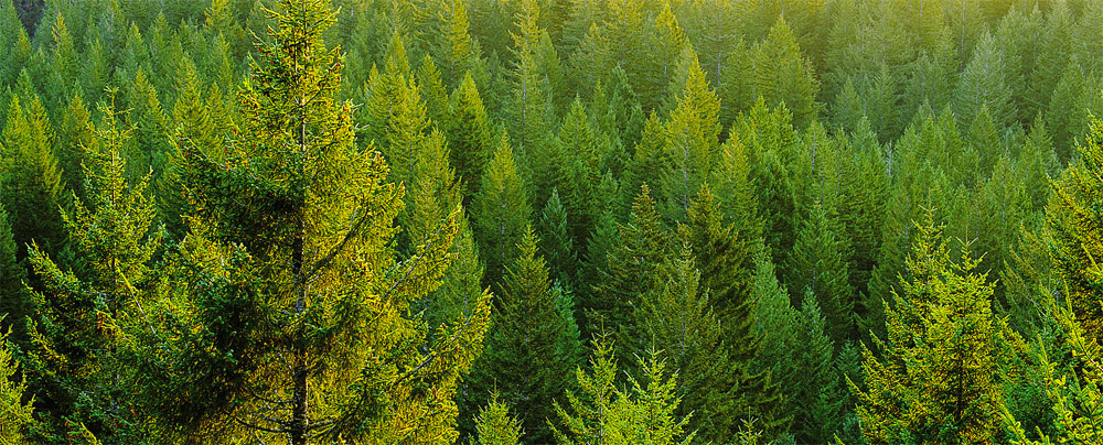legno-eco-sostenibile legno-eco-sostenibile